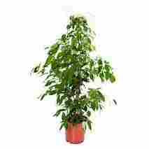 Ficus Benjamina Barok Plant