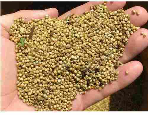 Organic Hybrid Bajra Seed