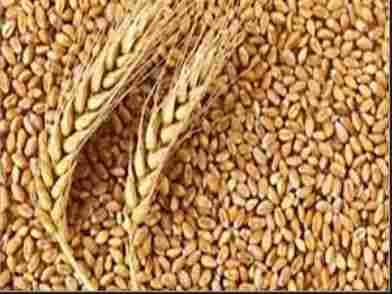 Best Nutritional Organic Wheat Grain