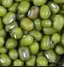 Green Gram Moong Bean