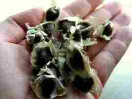 Natural Moringa Oleifera Seeds