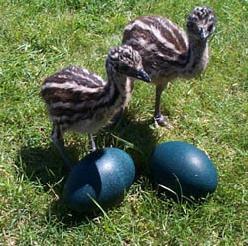 Perfectly Healthy Emu Chicks