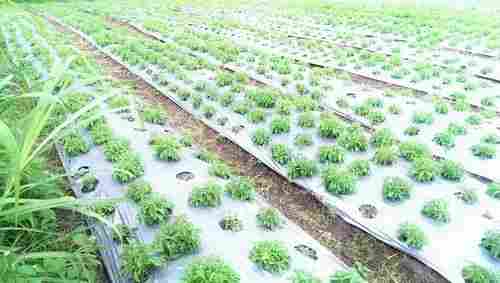 Organically Cultivated Stevia Plants