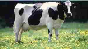 Indian Holstein Friesian Cow