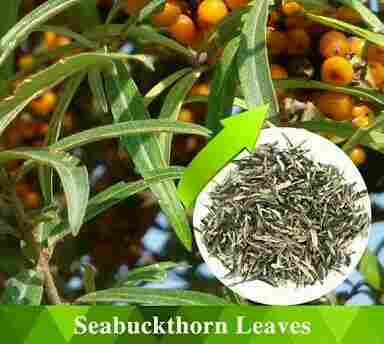 Seabuckthorn Green Weight Loss Tea