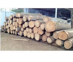 Oak Logs/Sawn Timber