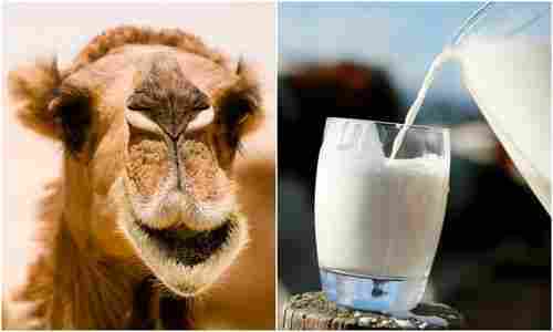 Pure White Camel Milk