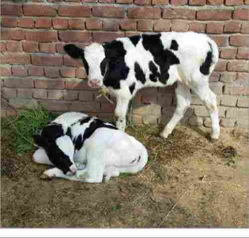 Hybrid Holstein Friesian Calf