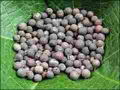 Embelia Ribes Seeds