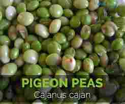 Fresh Organic Pigeon Pea