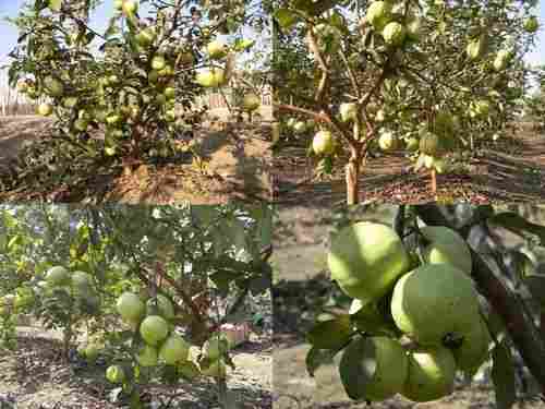 Suvarna Guava Plant