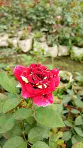 Hybrid Natural Rose Plants