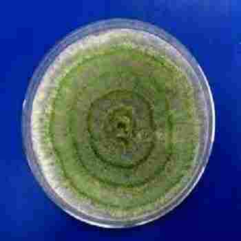 Trichoderma Bio- Fungicide