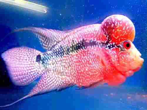 Imported Aquarium Flowerhorn Fish