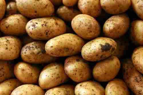 Highly Reliable Fresh Potato
