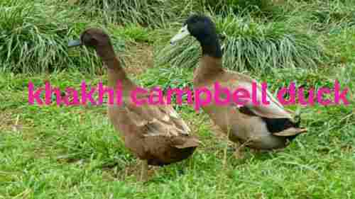 Khaki Campbell Breed Duckling