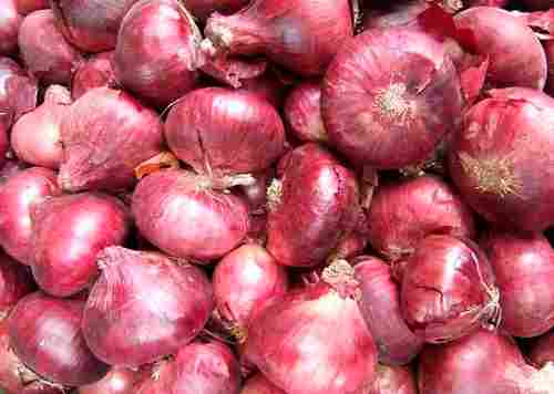 Fresh Organic Red Onion