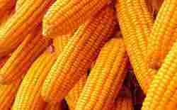 Finest Quality And Well Processed Maize