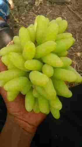Export Quality Green Grapes