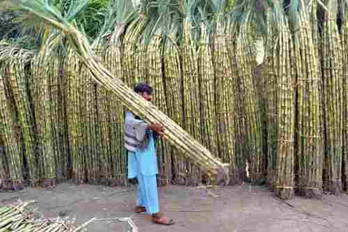 Fresh Sugarcane - Fruits