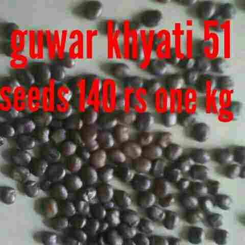Guwar Khyati 51 Seed