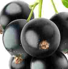 Blackcurrant Flavour Juicy Grapes