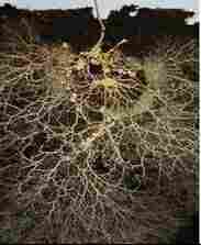 Myco Care (Mycorrhiza) Fertilizer