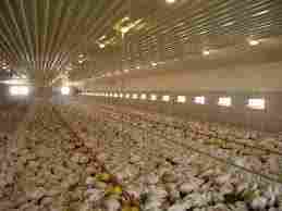 Poultry Ventilation System