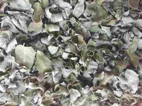 High Quality Moringa Dried Leaves