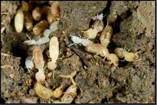 Termite Control Treatment Services
