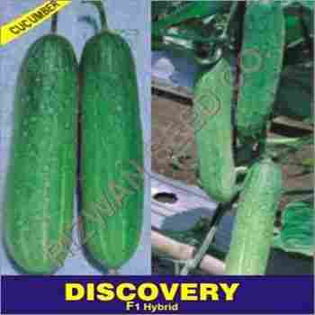 Hybrid Cucumber Seeds F1 - Discovery