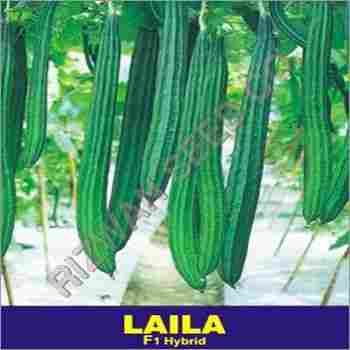 Hybrid Ridge Gourd Seeds F1- Laila