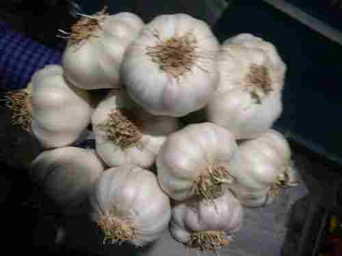 Natural Fresh Indian Garlic