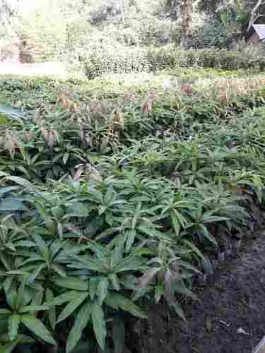 Hybrid Organic Mango Plants