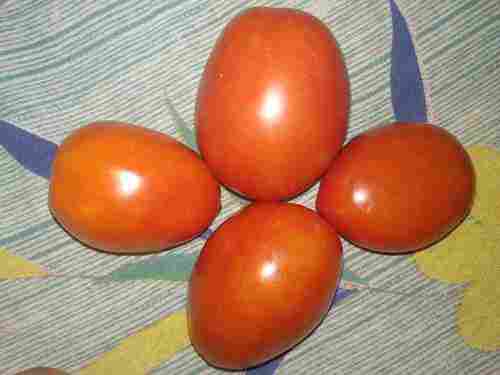 Fresh Medium Size Red Tomato