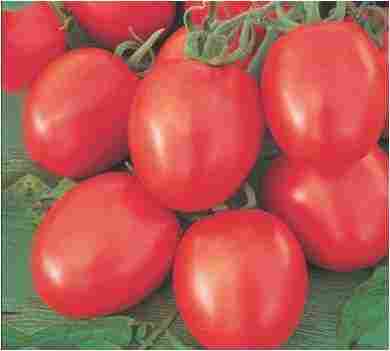 Hybrid Tomato Kabir Seeds