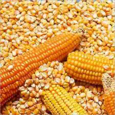 Yellow Color Fresh Maize