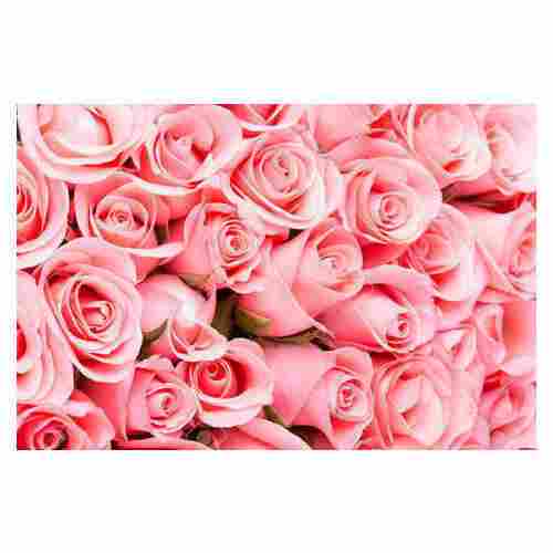 Pleasant Fragrance Pink Rose Flower