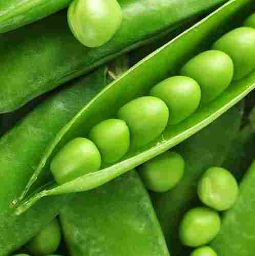 Highly Demanded Green Peas Seeds