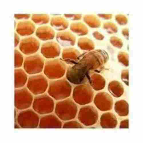 High Breed Honey Bee