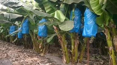 Banana Plant Farming Service