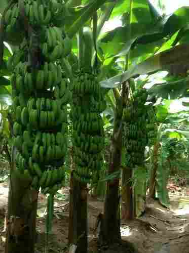 Tissue Culture G9 Banana Plant