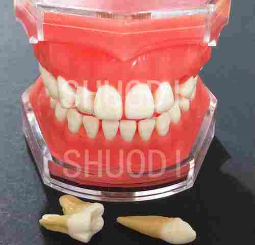 Dental Study Teaching Standard Model Removable Teeth Soft Gum ADULT TYPODONT Model