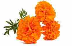 Fresh Marigold Flowers Loose
