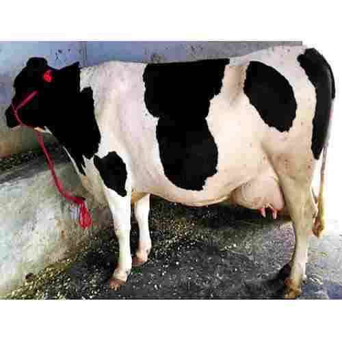 High Milking Production Holstein Friesian Cow, Free From Any Diseases