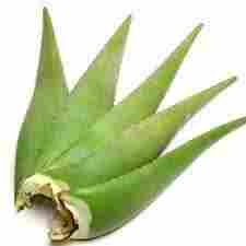 Edible Quality Aloe Vera Plant