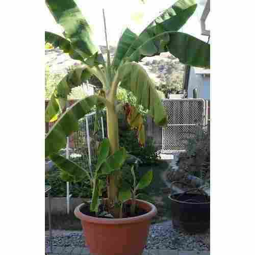 Fresh Natural Banana Plant