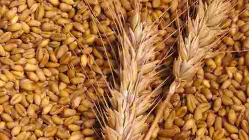 Organic Pure Wheat Seeds