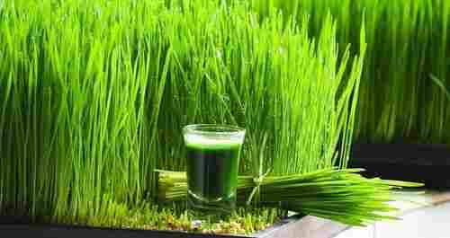 Organic Dry Wheat Grass