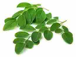 Best Quality Moringa Leaf